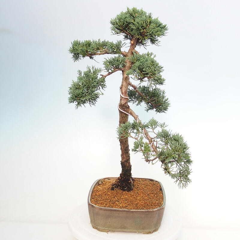 Bonsai da esterno - Juniperus chinensis Kishu