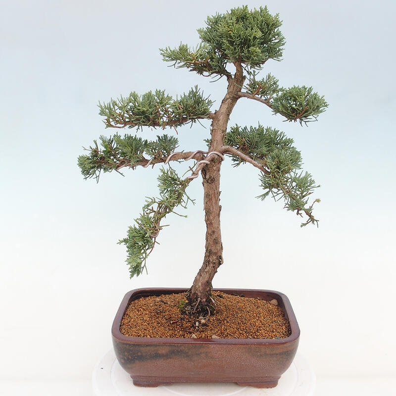 Bonsai da esterno - Juniperus chinensis Kishu