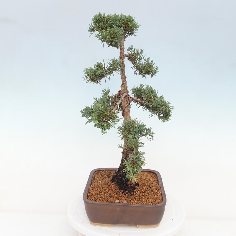 Bonsai da esterno - Juniperus chinensis Kishu
