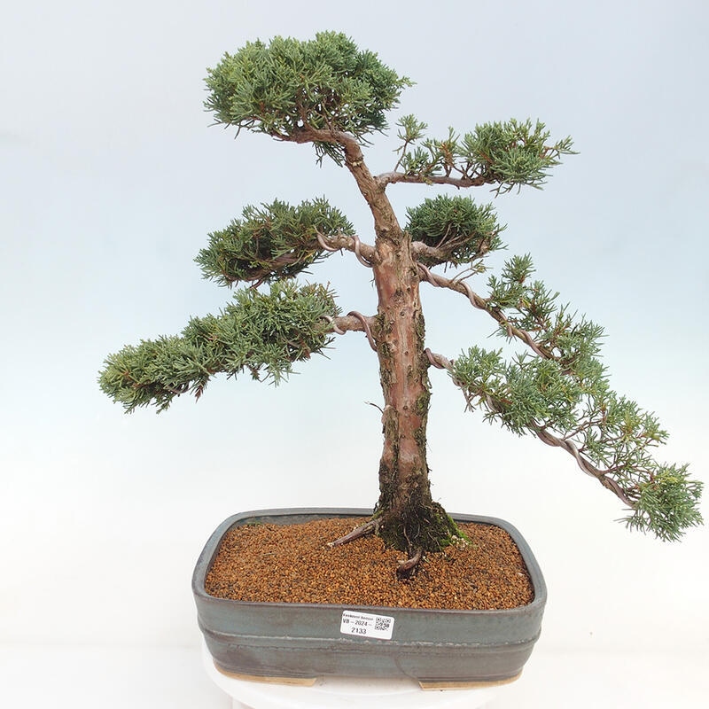 Bonsai da esterno - Juniperus chinensis Kishu