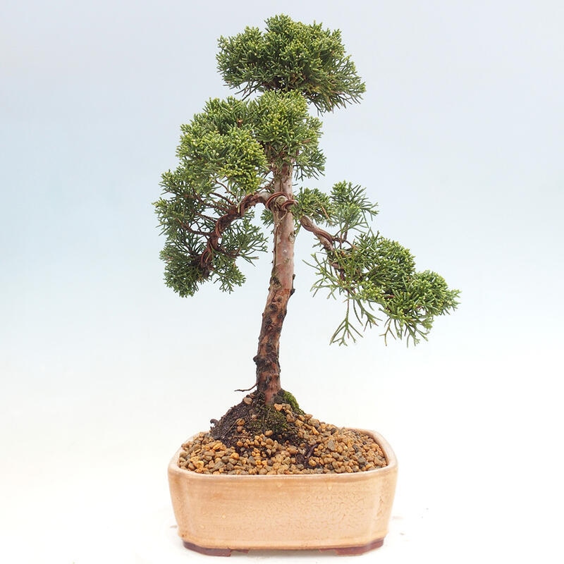 Bonsai da esterno - Juniperus chinensis Kishu