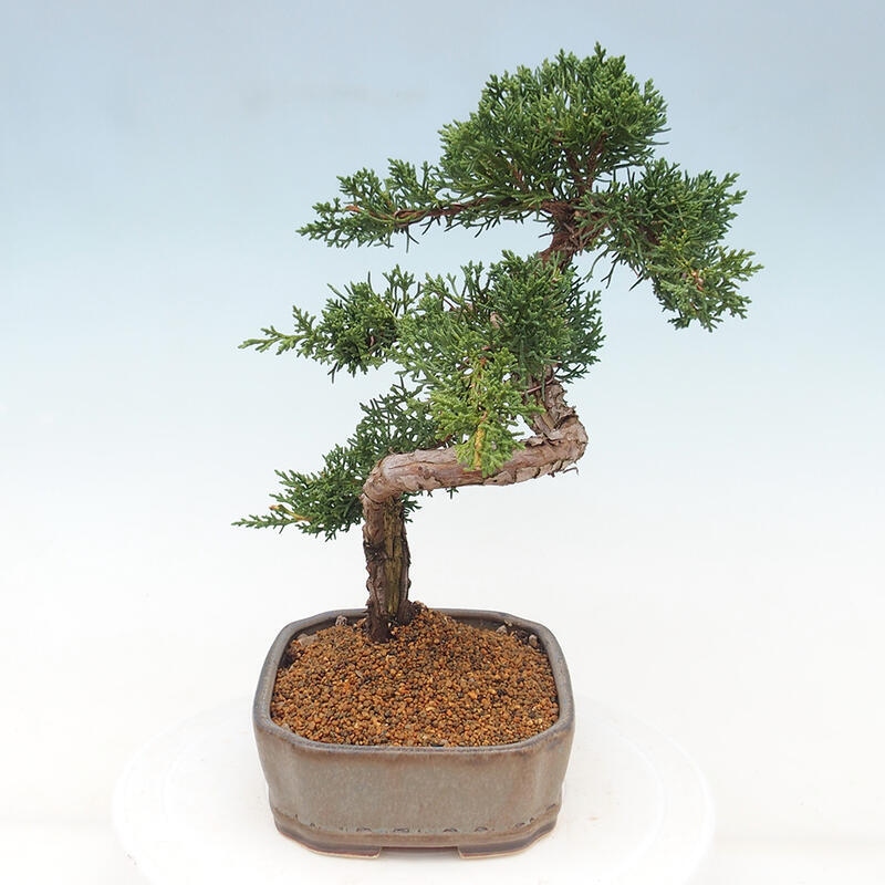 Bonsai da esterno - Juniperus chinensis Kishu