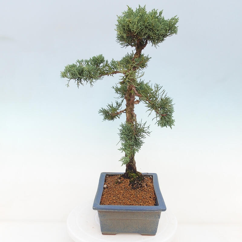 Bonsai da esterno - Juniperus chinensis Kishu