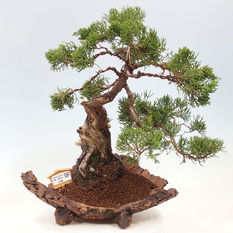 Bonsai da esterno - Juniperus chinensis Kishu