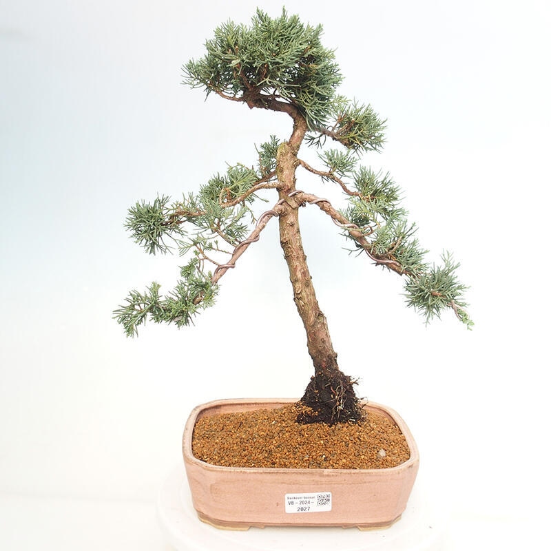 Bonsai da esterno - Juniperus chinensis Kishu