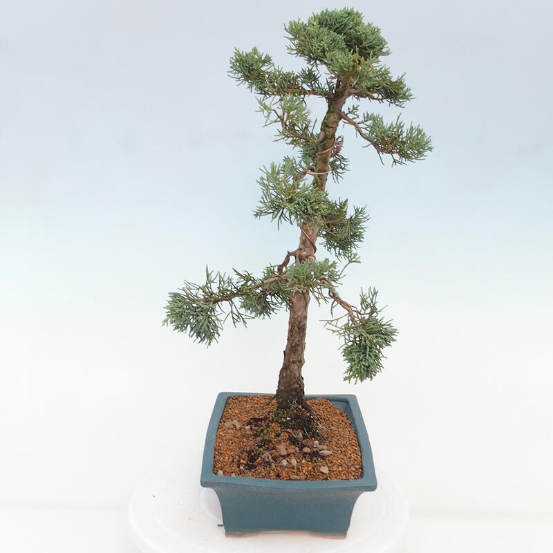 Bonsai da esterno - Juniperus chinensis Kishu