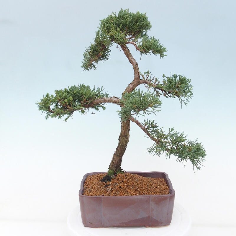 Bonsai da esterno - Juniperus chinensis Kishu