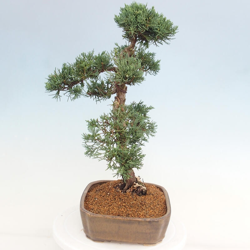 Bonsai da esterno - Juniperus chinensis Kishu