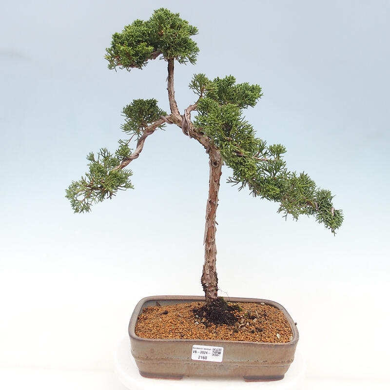 Bonsai da esterno - Juniperus chinensis Kishu
