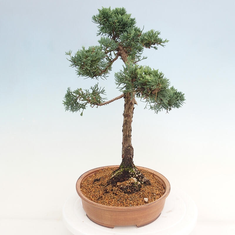 Bonsai da esterno - Juniperus chinensis Kishu