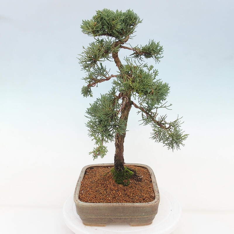 Bonsai da esterno - Juniperus chinensis Kishu