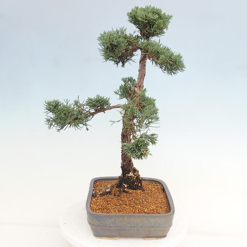 Bonsai da esterno - Juniperus chinensis Kishu