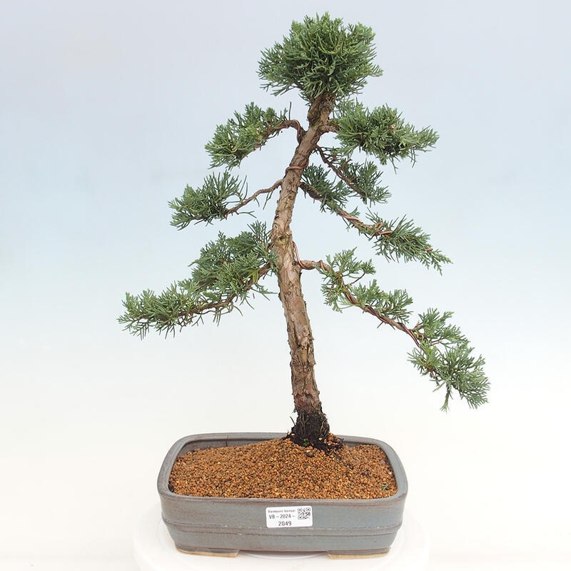 Bonsai da esterno - Juniperus chinensis Kishu