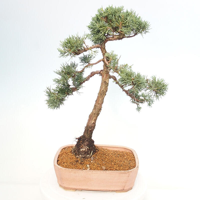 Bonsai da esterno - Juniperus chinensis Kishu