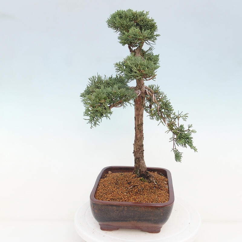 Bonsai da esterno - Juniperus chinensis Kishu