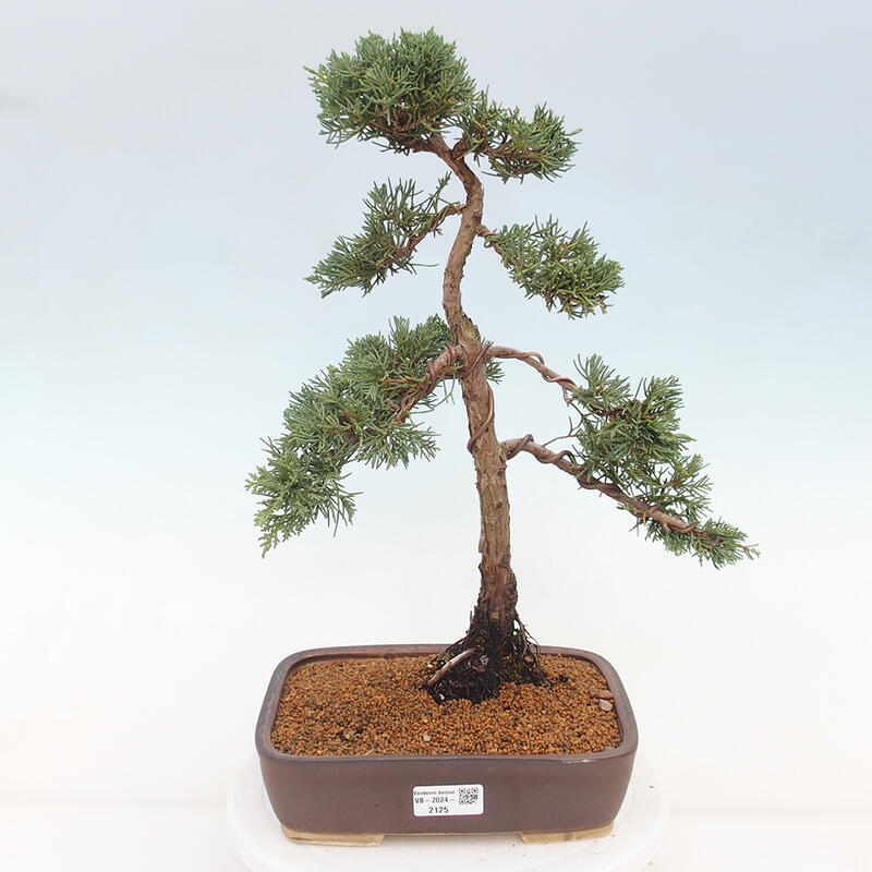 Bonsai da esterno - Juniperus chinensis Kishu