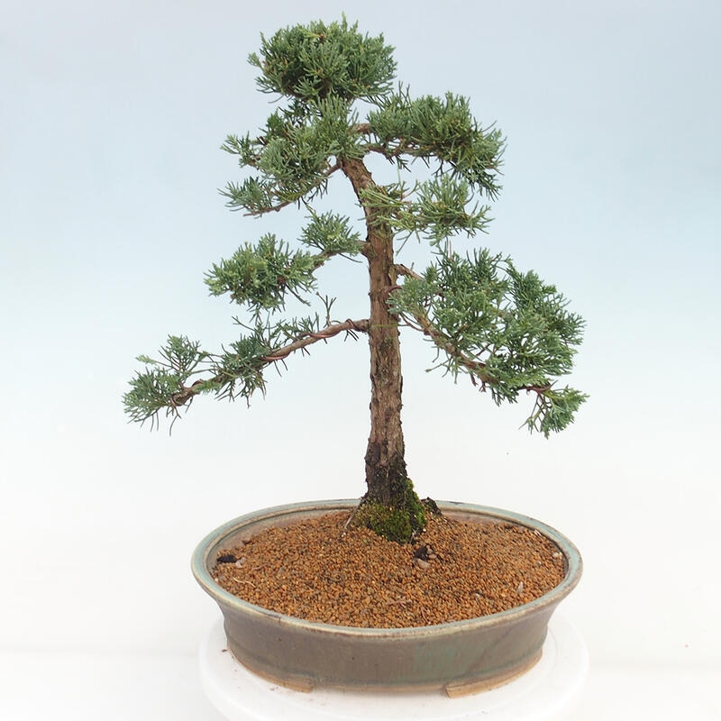 Bonsai da esterno - Juniperus chinensis Kishu