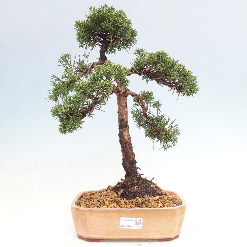 Bonsai da esterno - Juniperus chinensis Kishu