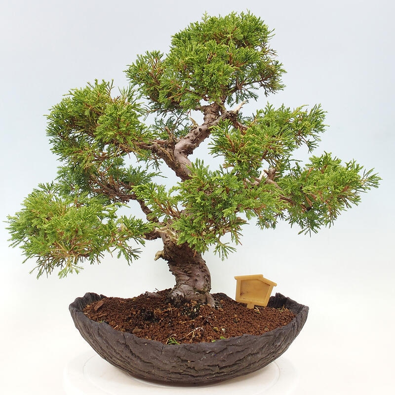 Bonsai da esterno - Juniperus chinensis Kishu