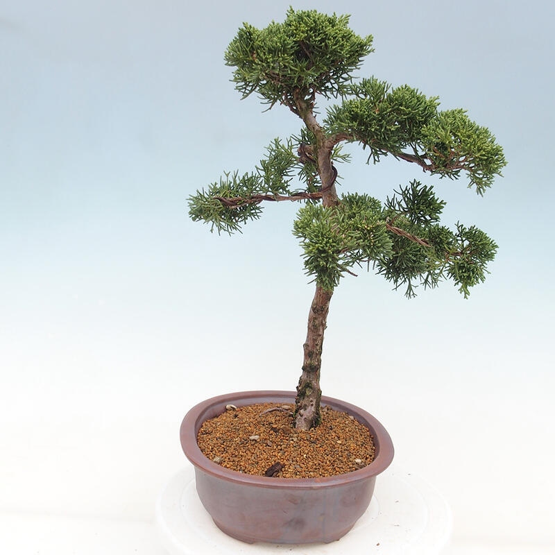 Bonsai da esterno - Juniperus chinensis Kishu