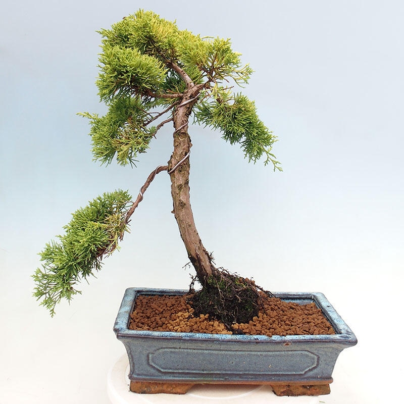 Bonsai da esterno - Juniperus chinensis plumosa aurea