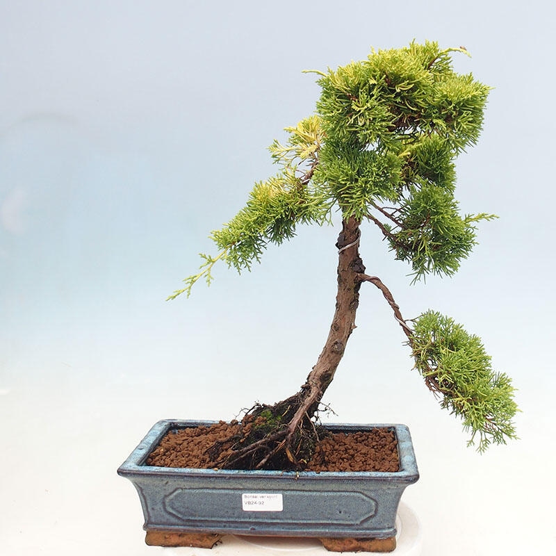 Bonsai da esterno - Juniperus chinensis plumosa aurea