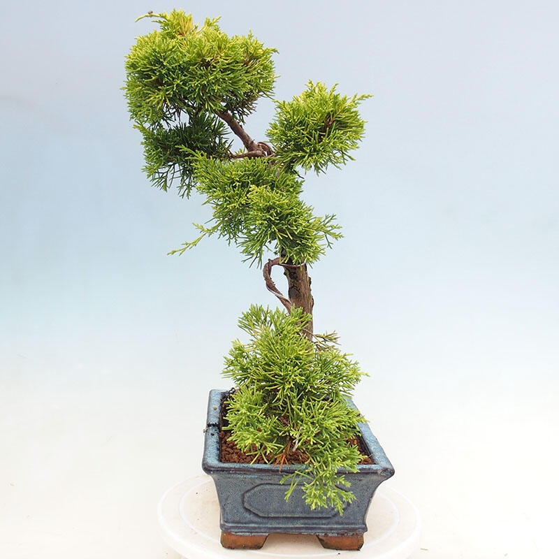 Bonsai da esterno - Juniperus chinensis plumosa aurea