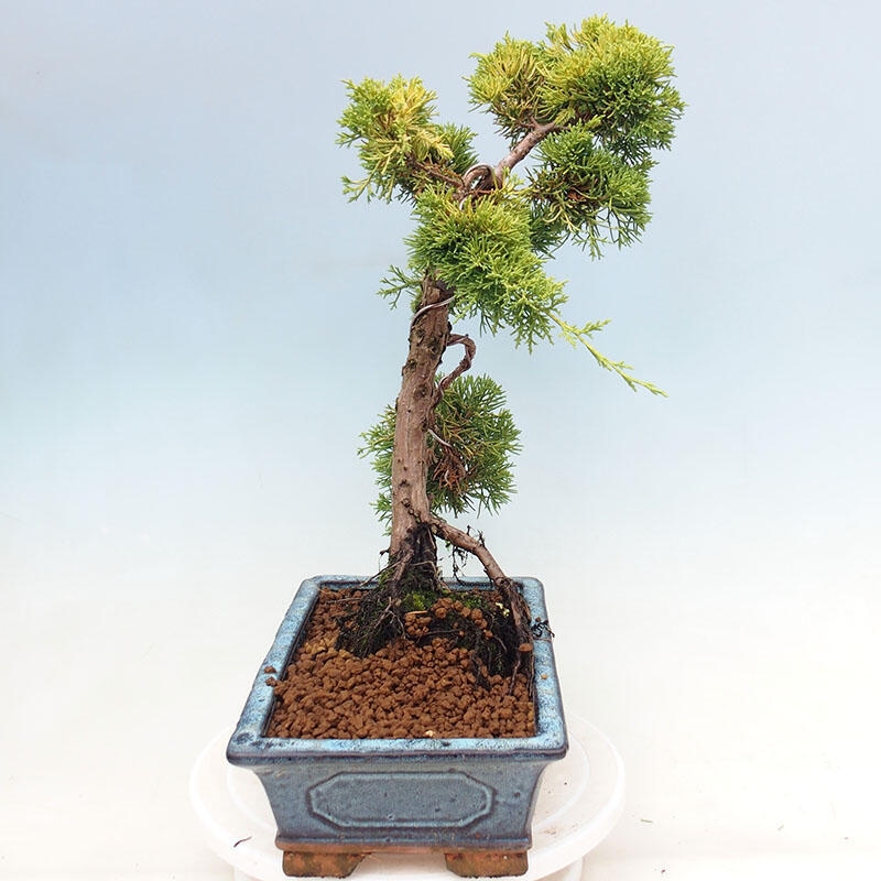 Bonsai da esterno - Juniperus chinensis plumosa aurea