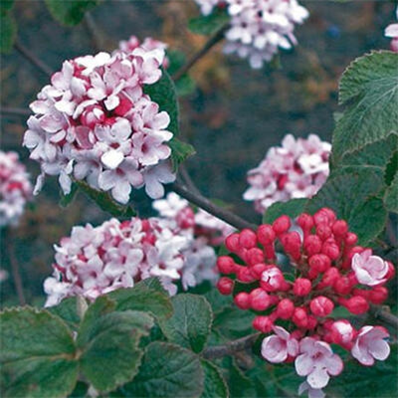 Bonsai da esterno - Kalina Bodnanská - Viburum carlesii hemsi