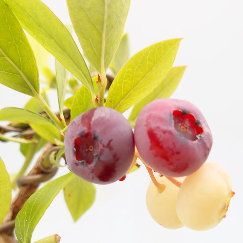 Bonsai da esterno - Mirtillo canadese - Vaccinium corymbosum