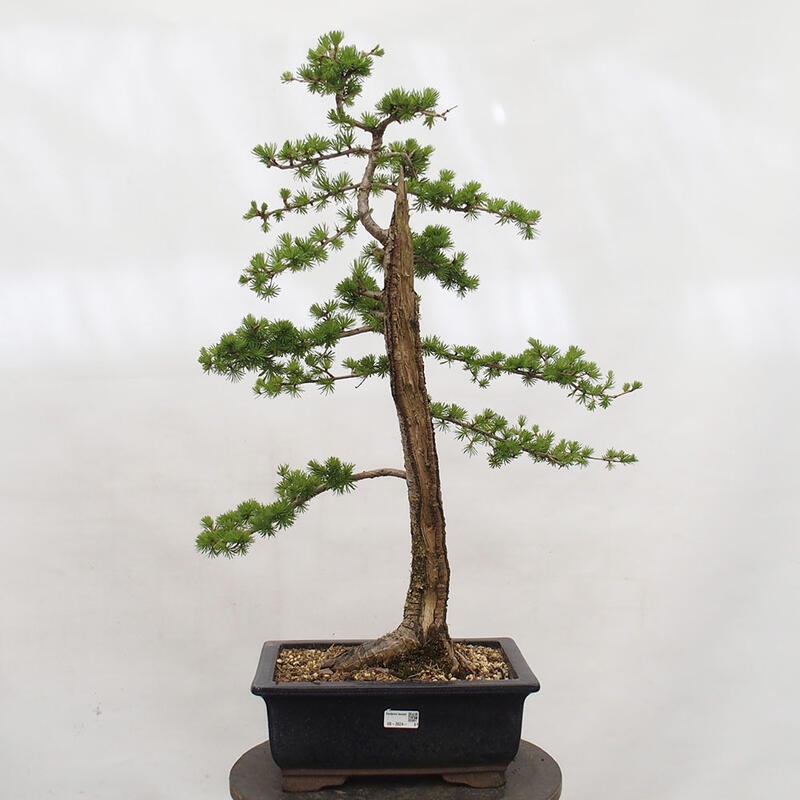 Bonsai da esterno -Larix decidua - Larice
