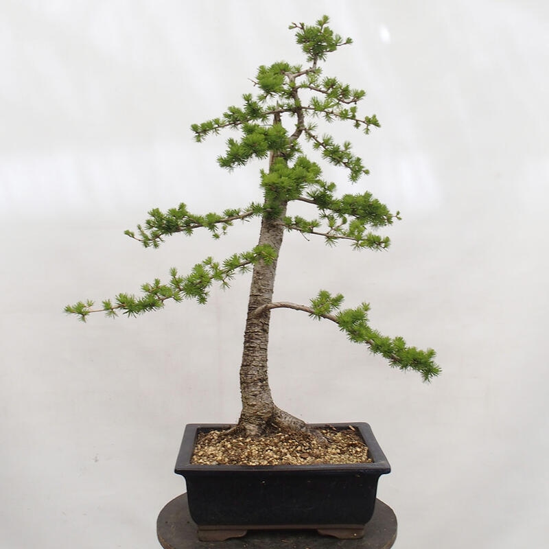 Bonsai da esterno -Larix decidua - Larice