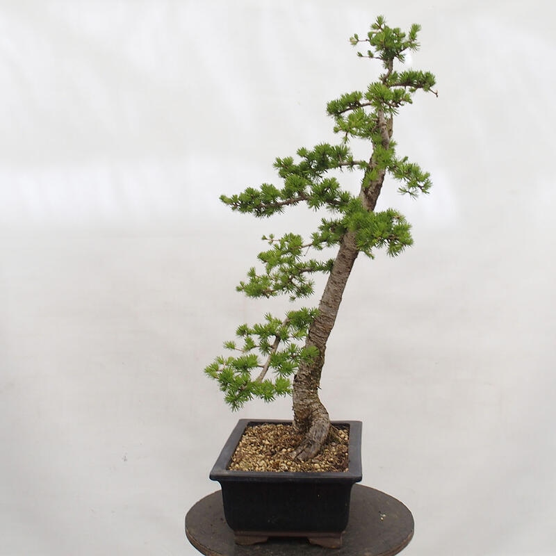 Bonsai da esterno -Larix decidua - Larice