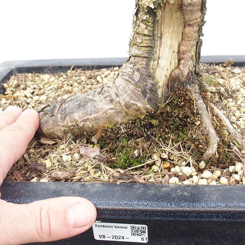 Bonsai da esterno -Larix decidua - Larice