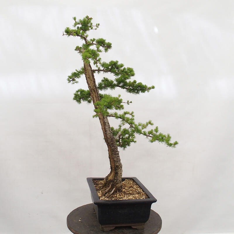 Bonsai da esterno -Larix decidua - Larice