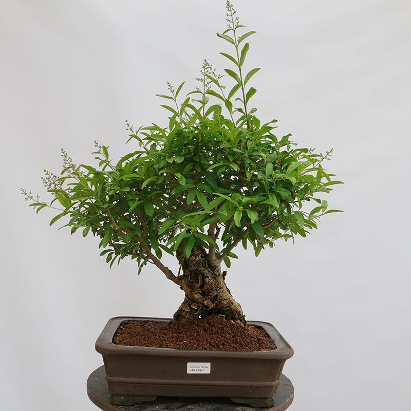 Bonsai da esterno - Ligustrum vulgare - Becco d'uccello