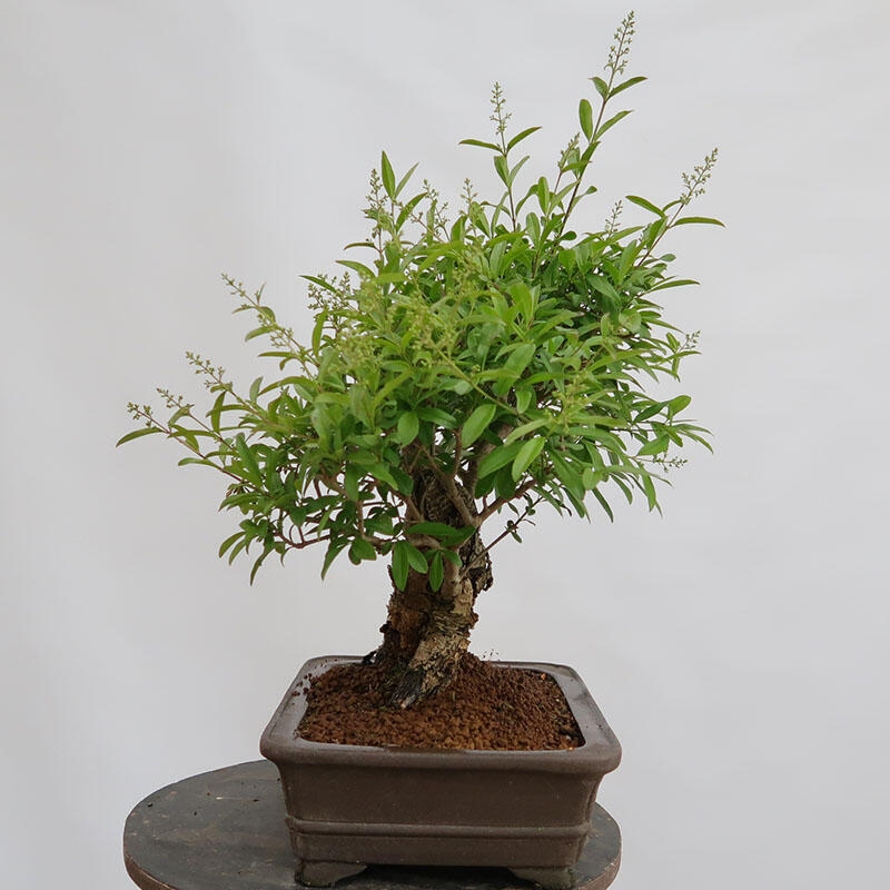Bonsai da esterno - Ligustrum vulgare - Becco d'uccello
