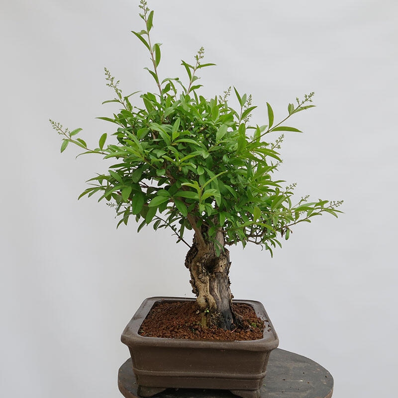Bonsai da esterno - Ligustrum vulgare - Becco d'uccello