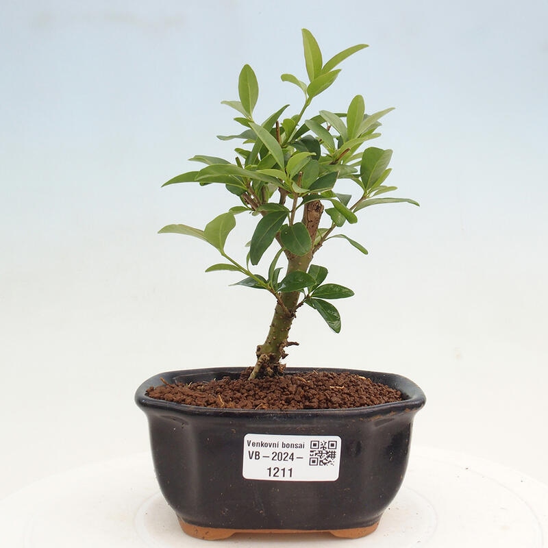 Bonsai da esterno - Ligustrum vulgare - Becco d'uccello