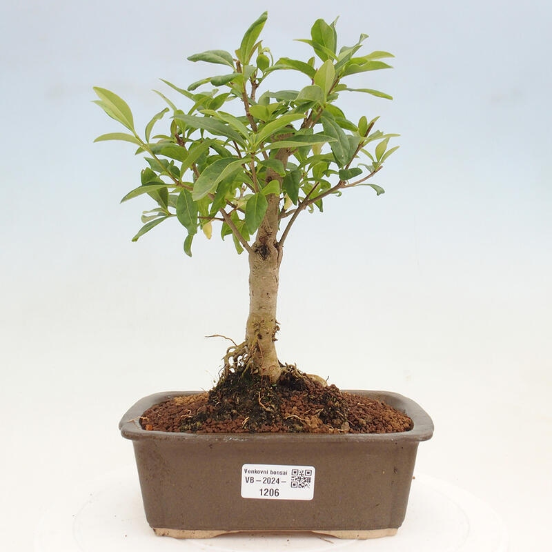 Bonsai da esterno - Ligustrum vulgare - Becco d'uccello