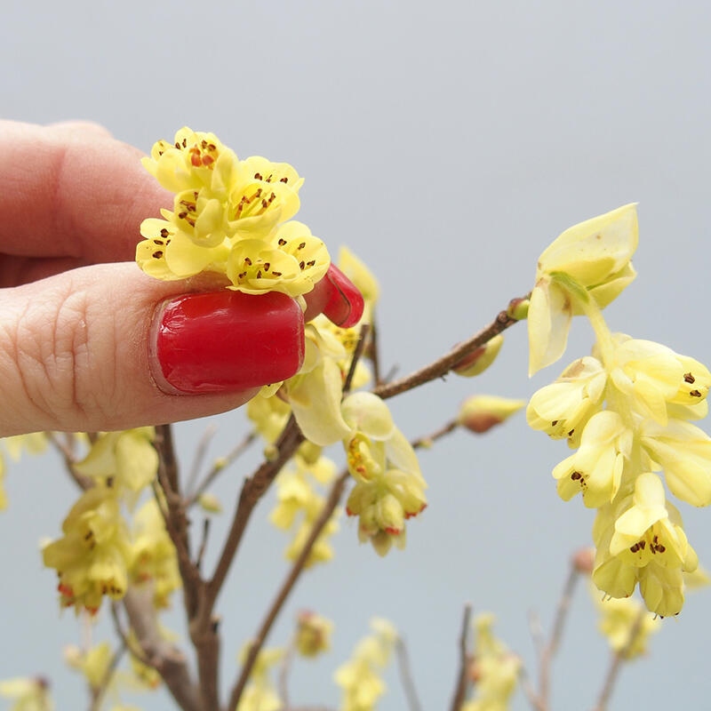 Bonsai da esterno - Nocciolo - Corylopsis Spicata