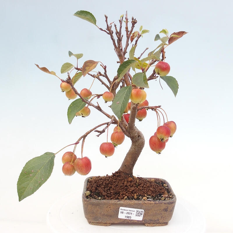 Bonsai da esterno -Malus halliana - Melo a frutto piccolo