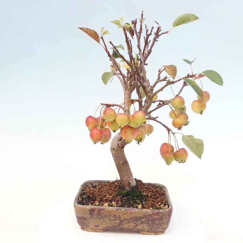 Bonsai da esterno -Malus halliana - Melo a frutto piccolo