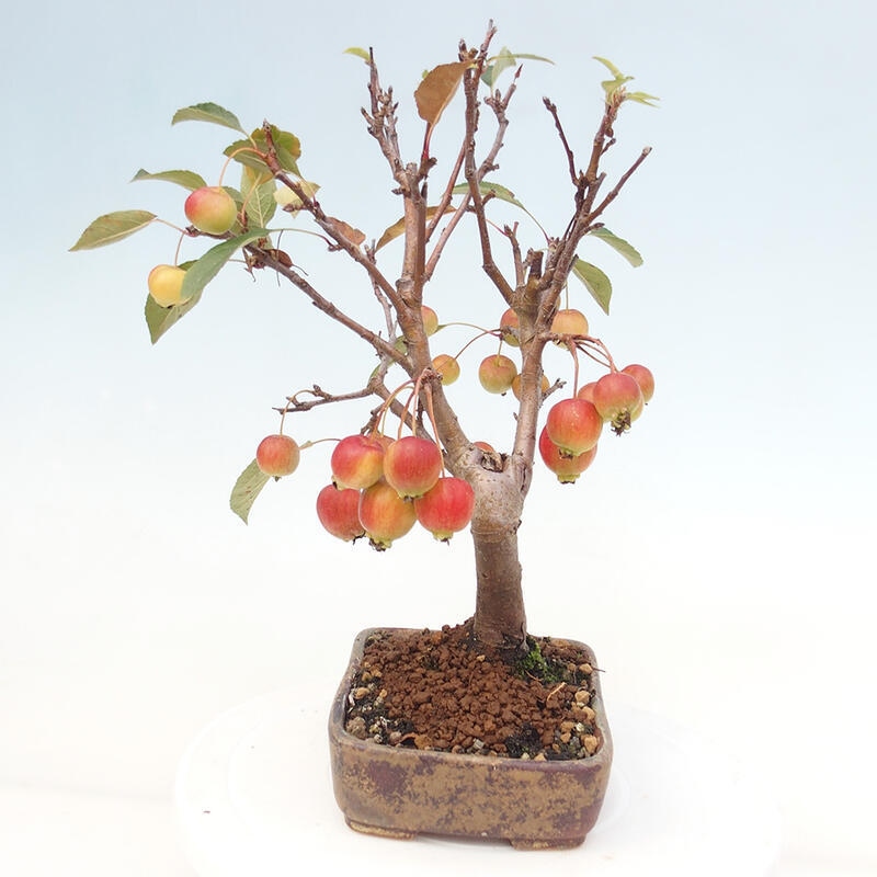 Bonsai da esterno -Malus halliana - Melo a frutto piccolo