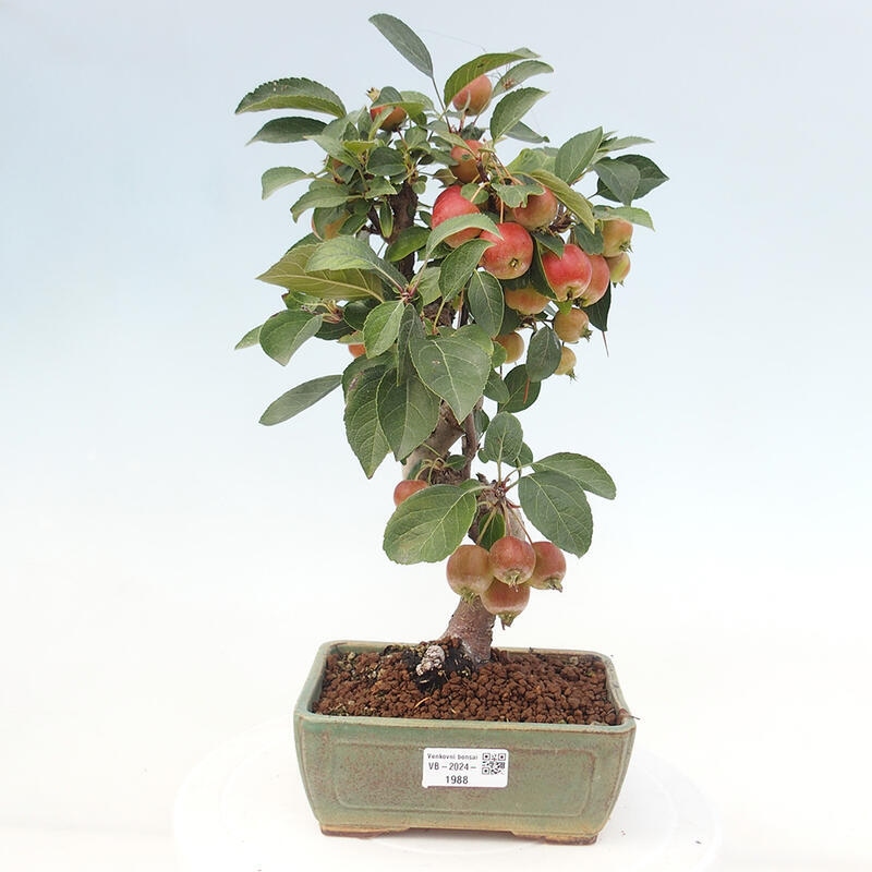 Bonsai da esterno -Malus halliana - Melo a frutto piccolo