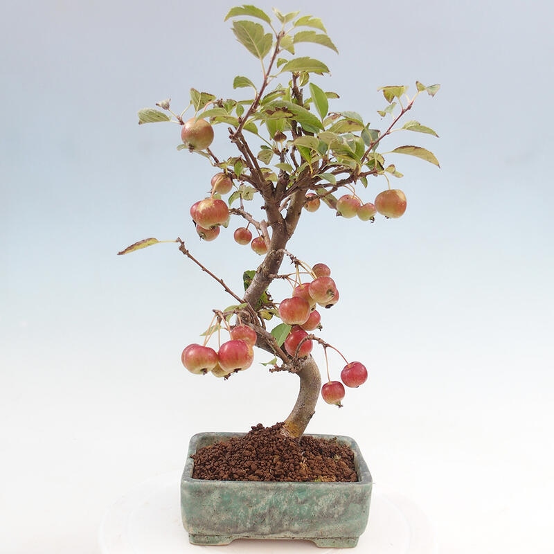 Bonsai da esterno -Malus halliana - Melo a frutto piccolo