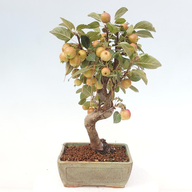Bonsai da esterno -Malus halliana - Melo a frutto piccolo