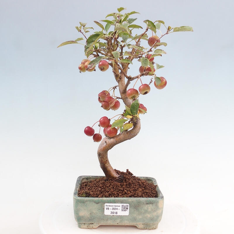 Bonsai da esterno -Malus halliana - Melo a frutto piccolo