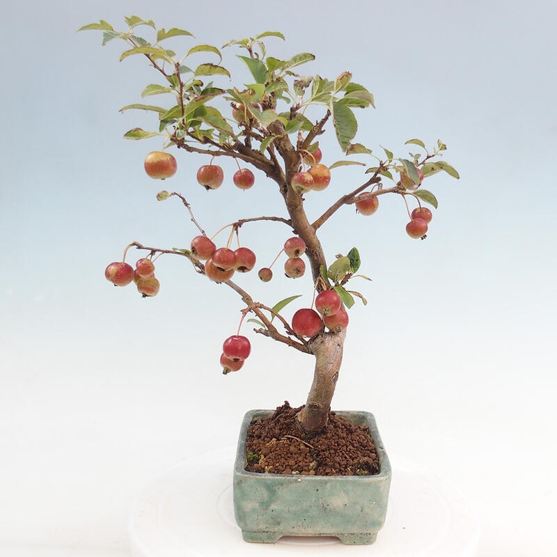 Bonsai da esterno -Malus halliana - Melo a frutto piccolo