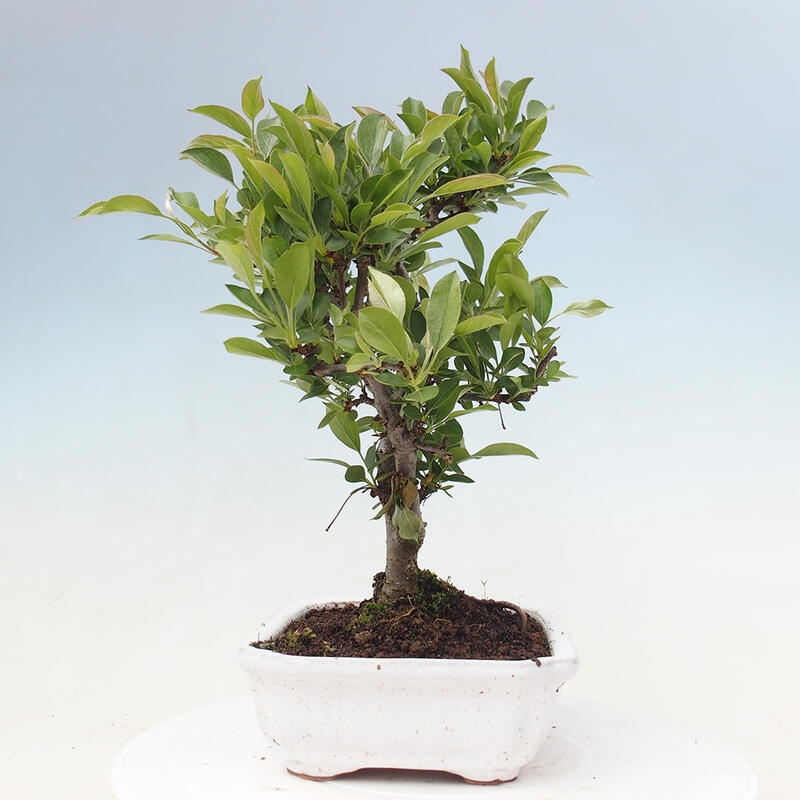 Bonsai da esterno - Malus sargentii - Melo a frutto piccolo